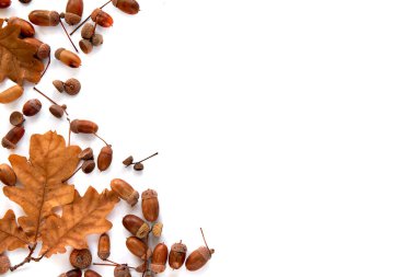 Sonbahar kompozisyonu. Kahverengi kurumuş yapraklardan yapılmış çerçeve ve beyaz arka planda izole edilmiş meşe palamudu. Şablon modeli düşüşü, Cadılar Bayramı, hasat günü konsepti. Düz konum, üst görünüm, alan arkaplanı kopyala.