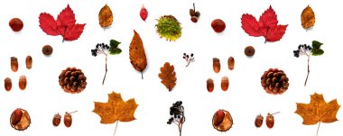 Sonbahar kompozisyonu. Kurumuş yapraklardan, dallardan, kozalaklardan, böğürtlenlerden, kestanelerden ve beyaz arka planda izole edilmiş meşe palamutlarından oluşan desen. Şablon uydurma, cadılar bayramı. Düz konum, boşluk arkaplanı kopyala