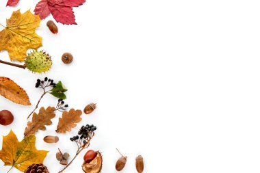 Sonbahar kompozisyonu. Kurumuş yapraklardan, dallardan, kozalaklardan, böğürtlenlerden, kestanelerden ve beyaz arka planda izole edilmiş meşe palamutlarından yapılmış bir çerçeve. Şablon uydurma, cadılar bayramı. Düz konum, boşluk arkaplanı kopyala