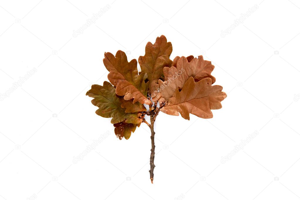 Autumn brown branch of oak leaf isolated on white background. Template mockup fall, halloween, harvest thanksgiving concept. Flat lay, top view, copy space banner