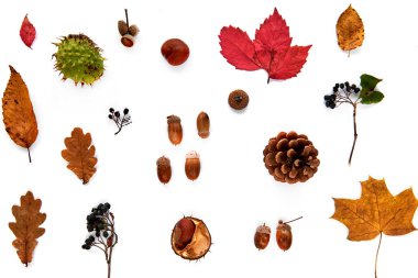 Sonbahar kompozisyonu. Kurumuş yapraklardan, dallardan, kozalaklardan, böğürtlenlerden, kestanelerden ve beyaz arka planda izole edilmiş meşe palamutlarından oluşan desen. Şablon uydurma, cadılar bayramı. Düz konum, boşluk arkaplanı kopyala