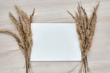 Bir buket çivi. Beyaz arka planda izole edilmiş kuru sazlıkların çerçevesi. Şablon boş kağıt. Soyut kuru çimen çiçekleri, ahşap masadaki otlar, pastel bej arka plan. Tarz ev dekoru.