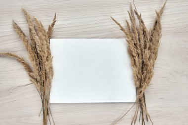 Bir buket çivi. Beyaz arka planda izole edilmiş kuru sazlıkların çerçevesi. Şablon boş kağıt. Soyut kuru çimen çiçekleri, ahşap masadaki otlar, pastel bej arka plan. Tarz ev dekoru.