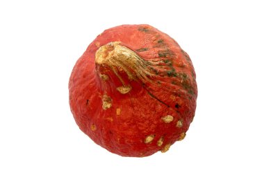 Sonbahar kompozisyonu. Beyaz arka planda izole edilmiş keskin gölgeli balkabağı. Şablon modeli düşüşü, Cadılar Bayramı, hasat günü konsepti. Düz konum, üst görünüm, boşluk pankartı kopyala.