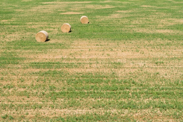 Rolls of hay in field of wheat. Haystacks in farmland. Wheat harvest concept. Countryside on sunny summer day. Round bales of hay. Agriculture and golden meadow background.