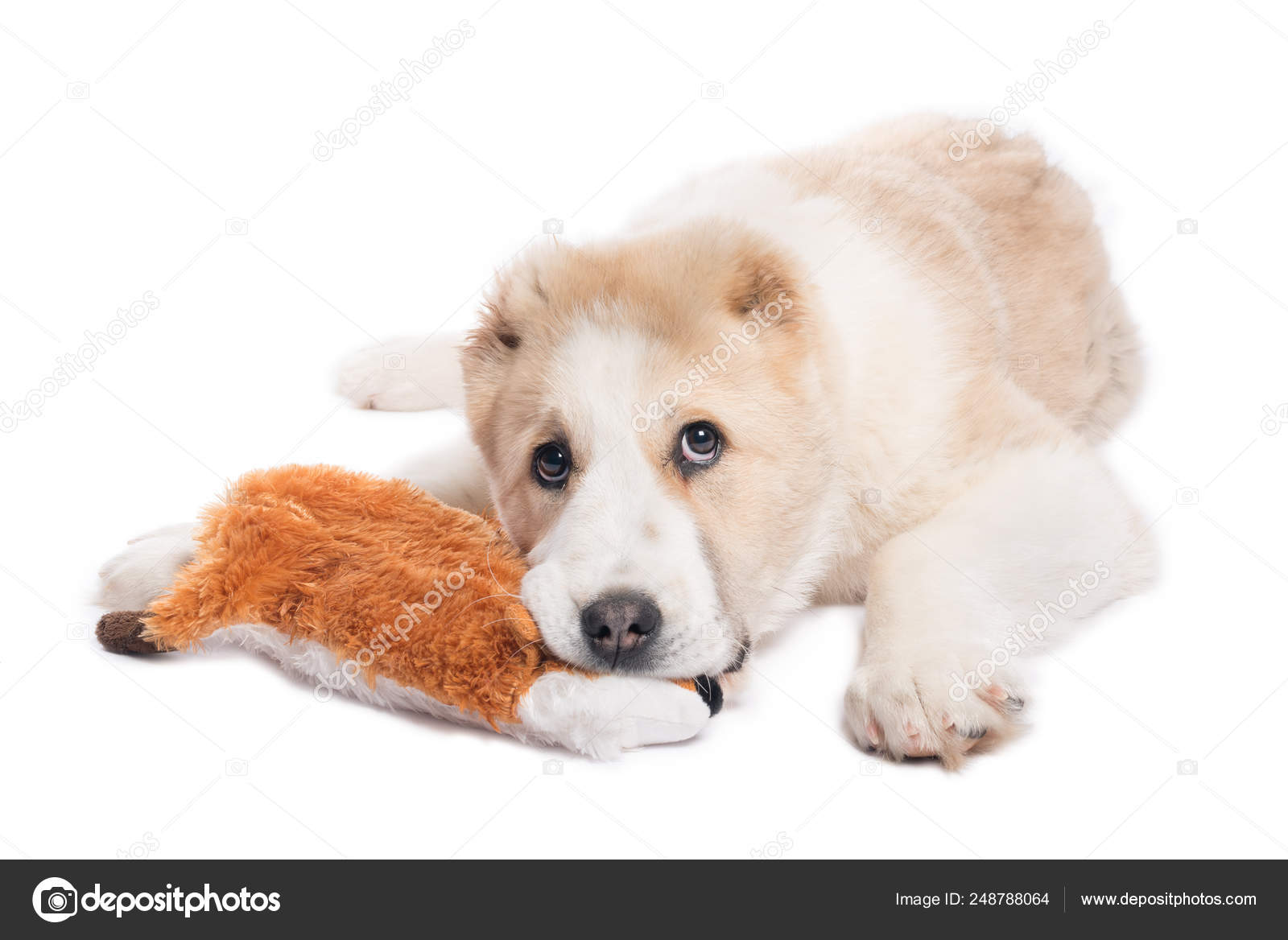 pet puppy toy