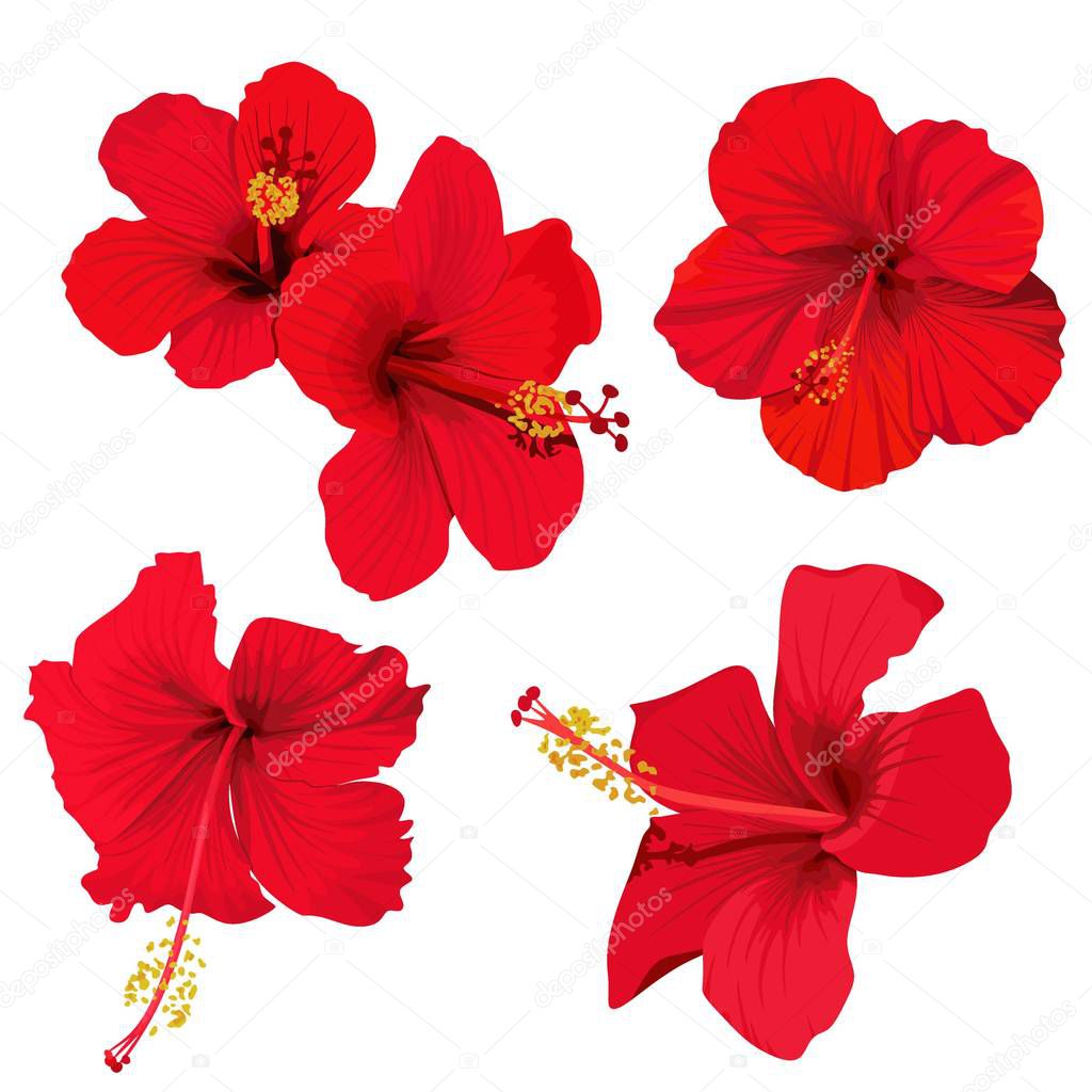 hibiscus flower vector clip art set red flowers tropical planrs