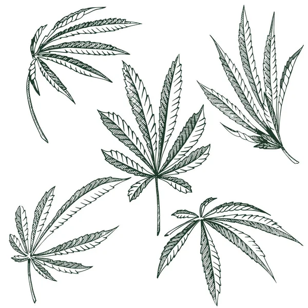 Vector planta de cáñamo ilustraciones conjunto de 5 hojas de cannabis blanco y negro aislado clip art — Vector de stock