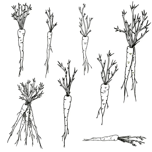 Zanahorias vectoriales Juego de pinzas dibujadas a mano de verduras y raíces blancas y negras — Vector de stock