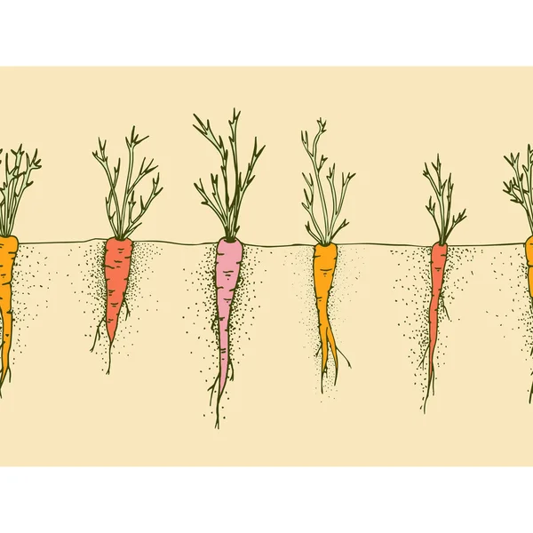 向量胡萝卜手绘的例证, 无缝的边界与滑稽的蔬菜 — 图库矢量图片