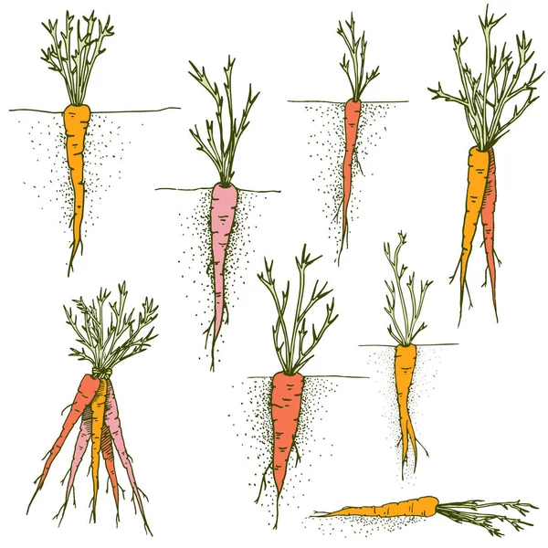 Zanahorias vectoriales Juego de pinzas dibujadas a mano de verduras y raíces coloridas — Vector de stock