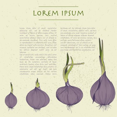 Vektör arka plan ile soğan kare kalıp sebze ve metin ile birlikte sosyal medya için