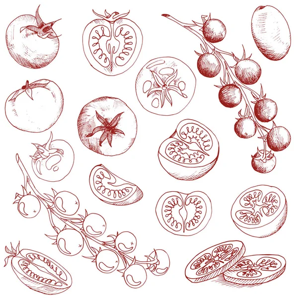 Vector clip de alimentos arte conjunto de contornos claros tomates mano dibujado verduras aisladas — Vector de stock