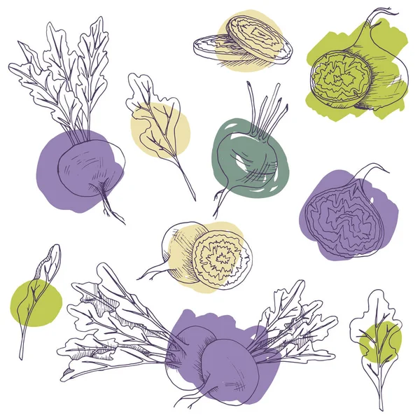 Vector clip art conjunto de raíces de remolacha. verduras dibujadas a mano aisladas sobre fondo blanco con pinceladas — Archivo Imágenes Vectoriales