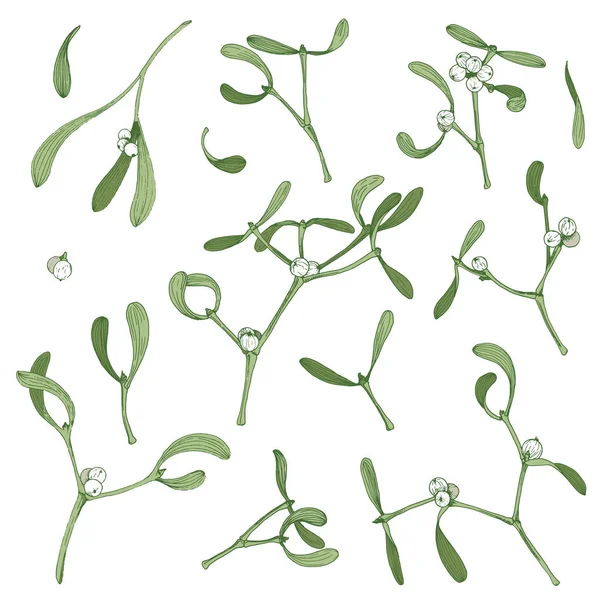 Kerst clip art met Maretak plant en witte achtergrond hand getrokken plantkunde geïsoleerd illustraties — Stockvector