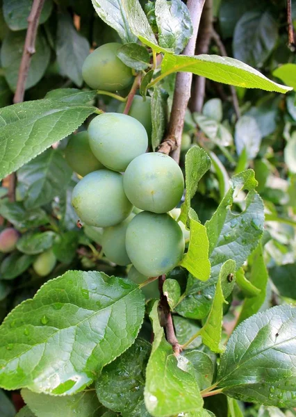Green plums on a tree in the garden