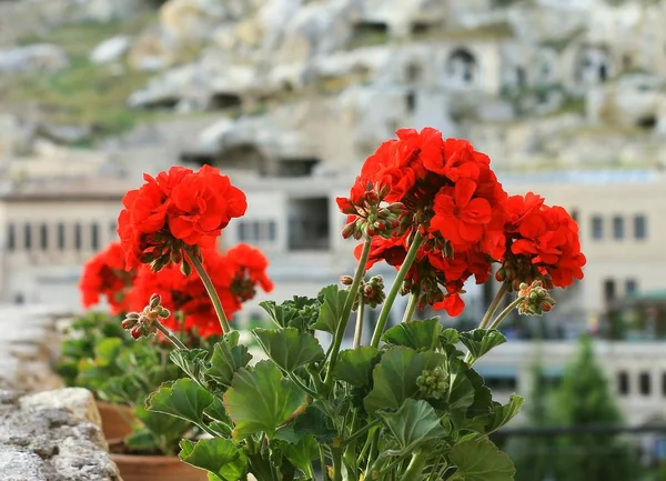 Indoor geranium flower grows in the summer in the fresh air on the balcony. Beautiful bloom.