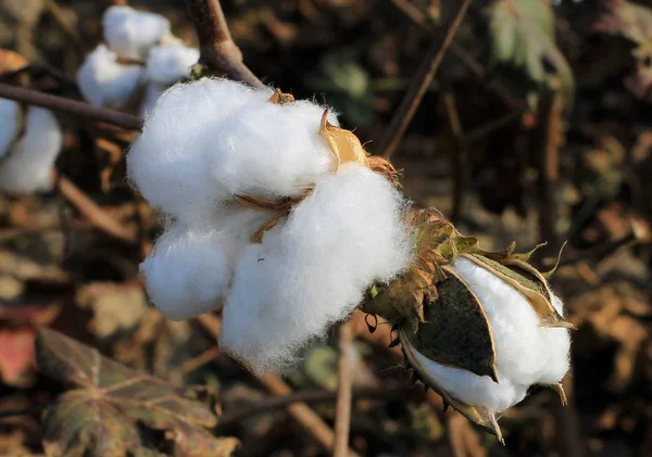 Cotton grows on a cotton field in Turkey