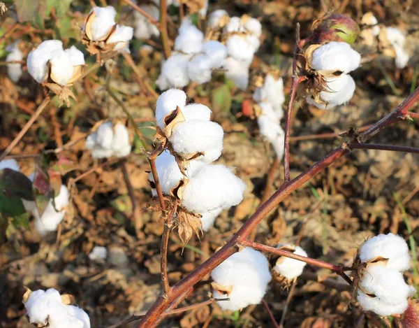 Cotton grows on a cotton field in Turkey