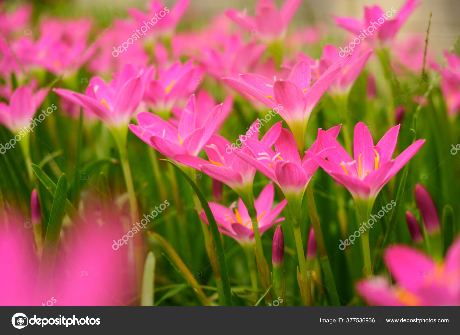 Indah Sedikit Lembut Merah Muda Kelopak Bunga Lili Hujan Pada Stok Foto C Aimful 377536936