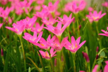 Taze yeşil yaprağın üzerindeki güzel, yumuşak, pembe, yağmurlu zambak yaprakları, sabah güneşinin altında açan oldukça küçük, canlı Corolla, manzara tasarımı için minik toprak örtüsü, 