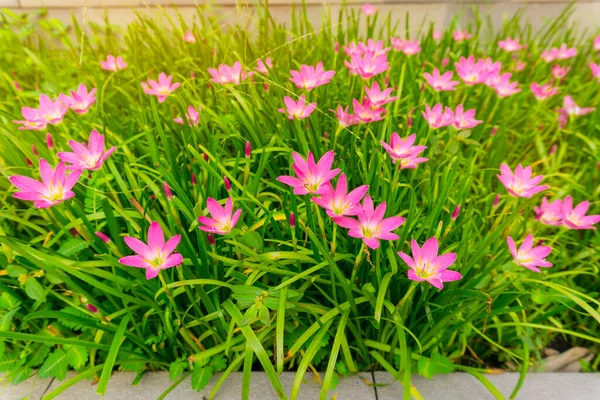 Beautiful little pink Rain lily petals on fresh green linear leaf,  pretty petite vivid corolla blooming under morning sunlight, small ground cover plant for landscape design