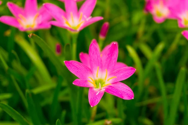 Krásná Malá Růžová Květní Lístky Lilií Čerstvě Zeleném Lineárním Listu — Stock fotografie