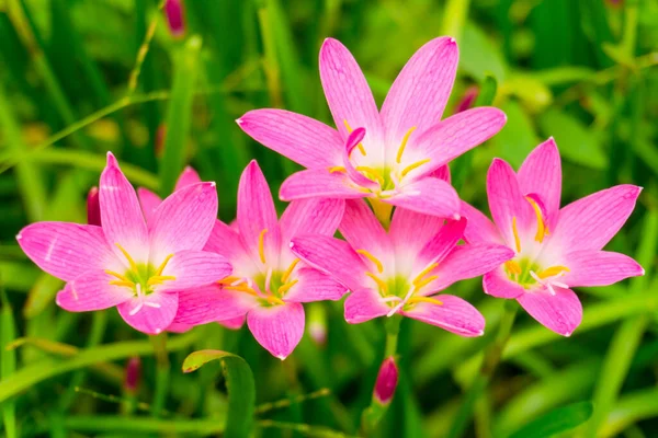 Beautiful little pink Rain lily petals on fresh green linear leaf,  pretty tiny vivid corolla blooming under morning sunlight, petite ground cover plant for landscape design, called in a name Rain Flower, top view photo