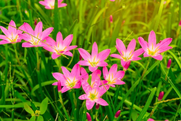 Schöne Kleine Rosa Regenlililienblütenblätter Auf Frisch Grünen Linearen Blättern Hübsche — Stockfoto