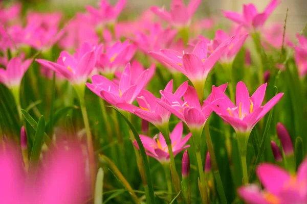 Lindas Pétalas Lírio Chuva Rosa Macio Folha Linear Verde Fresca — Fotografia de Stock