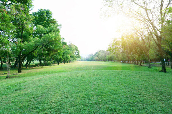 An old golf course in fresh green long lawn public park, trees on the left and right under morning sunshine