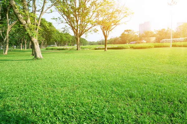 A fresh green lawn in the park, trees on the left and right, field of cosmos on background in morning sunlight