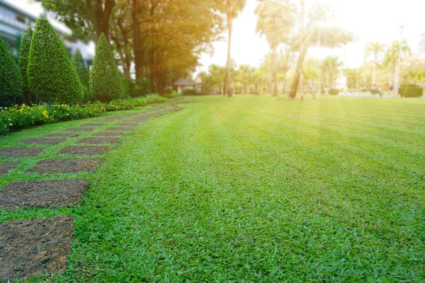 Mönster Laterite Steping Sten Grön Gräsmatta Den Offentliga Parken Ficus — Stockfoto