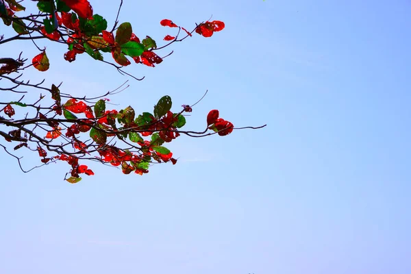 Terminalia Catappa Chamada Nome Commons Como Amêndoa Indiana Árvore Casca — Fotografia de Stock