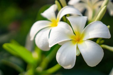 Bir grup güzel taç yaprağı Plumeria güneş ışığı altında çiçek açıyor beyaz ve sarı yumuşak Corolla üzerinde su damlacıkları, diğer adıyla Tapınak ağacı, Frangipani, Mezarlık ağacı, onlar güzel kokulu kokulu çiçeklerdir. 