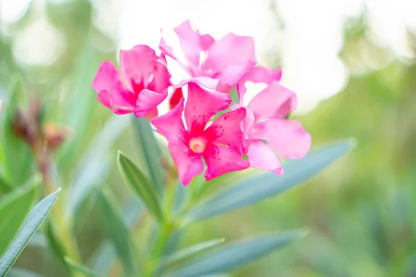 Ramo Suaves Pétalos Color Rosa Fragante Sweet Oleander Rose Bay — Foto de Stock