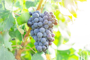 Mevsim mevsiminde yumuşak güneş ışığı altında yeşil yaprakların üzerinde bir demet taze koyu siyah üzüm, kırmızı şarap üretmek için organik üzüm bağları çiftliğine ekiliyor.