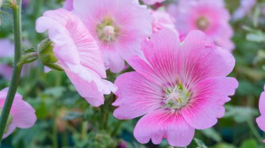 Hollyhocks 'un güzel pembe yaprakları, Alcea olarak bilinir Malvaceae ailesinde çiçek açan bitkilerdir.