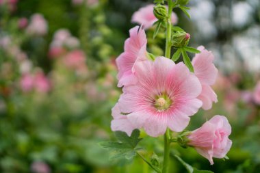 Hollyhocks 'un güzel pembe yaprakları, Alcea olarak bilinir Malvaceae ailesinde çiçek açan bitkilerdir.