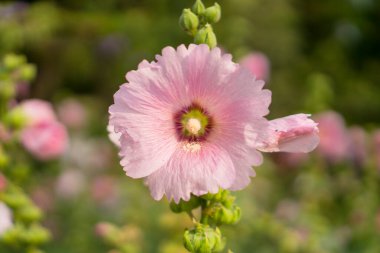 Hollyhocks 'un güzel pembe yaprakları, Alcea olarak bilinir Malvaceae ailesinde çiçek açan bitkilerdir.