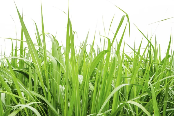 Fresh green linear leaf of Sugar cane isolated on white background, dicut with clipping path and copy space