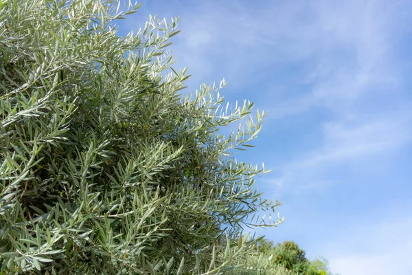 Takken Van Verse Zilverkleurige Groene Bladeren Vruchten Van Olijfboom Levendige — Stockfoto