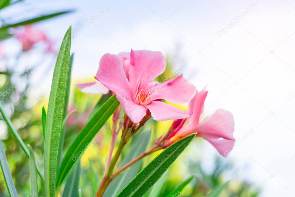 A bouquet pink petals of fragrant Sweet Oleander or Rose Bay, blooming on green leafs and white sky background 