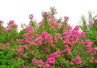 Beyaz arka planda, diktatöre ve kırpma yoluna izole edilmiş pembe kabarık mersin yaprağı ve yeşil yapraklar