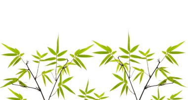 Açık yeşil bambu yaprak dalları beyaz arkaplanda izole edilmiş, kırpma yolu ile dicut fotoğraf ve boşluk kopyala