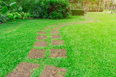 Curve pattern walkway of square Laterite steping stone on fresh green grass yard, smooth carpet lawn and lady palm and shrub on the side in the public park clipart