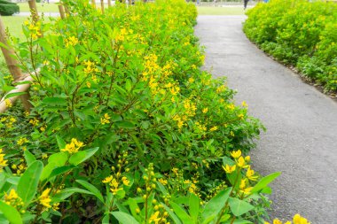 Gold shower known as Galphimia is a yellow flowering shrub with green oval leaf, the gray asphalt walkway and bamboo fence on the side clipart