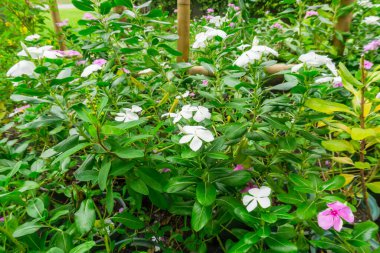 Koyu yeşil ve oval yapraklı güzel beyaz kızılderili yaprakları, Madagaskar menekşesi, Pinkle-pinkle, yaşlı kız kurusu ve cayenne yaseminidir. 