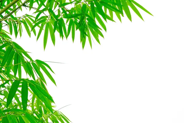 Beyaz zemin üzerinde izole edilmiş yeşil bambu yaprakları dalları, kırpma yolu ile dicut fotoğraf ve boşluk kopyala