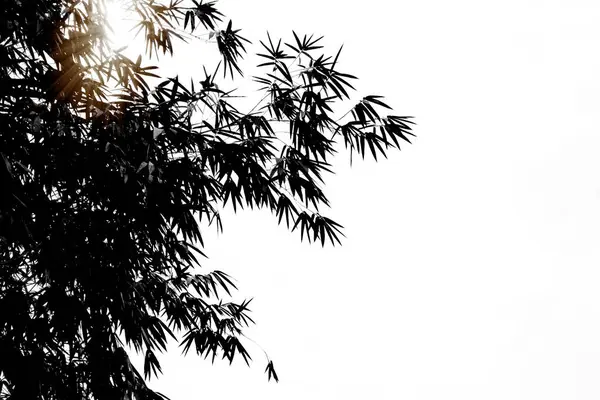 Bambu Yapraklarının Yukarıdaki Görünüm Dalları Beyaz Gökyüzü Arkaplanındaki Güneş Işığı — Stok fotoğraf